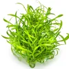 Tropica Cryptocoryne parva 1-2-GROW