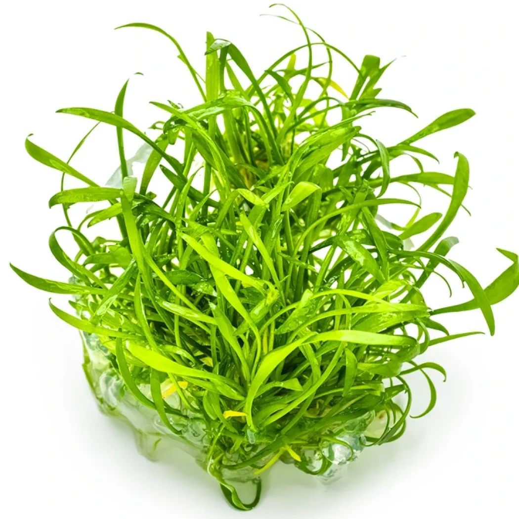 Tropica Cryptocoryne parva 1-2-GROW