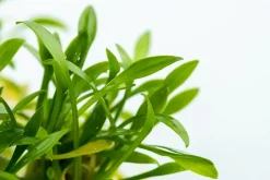 Tropica Cryptocoryne parva 1-2-GROW