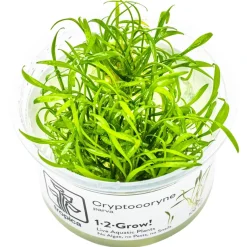 Tropica Cryptocoryne parva 1-2-GROW