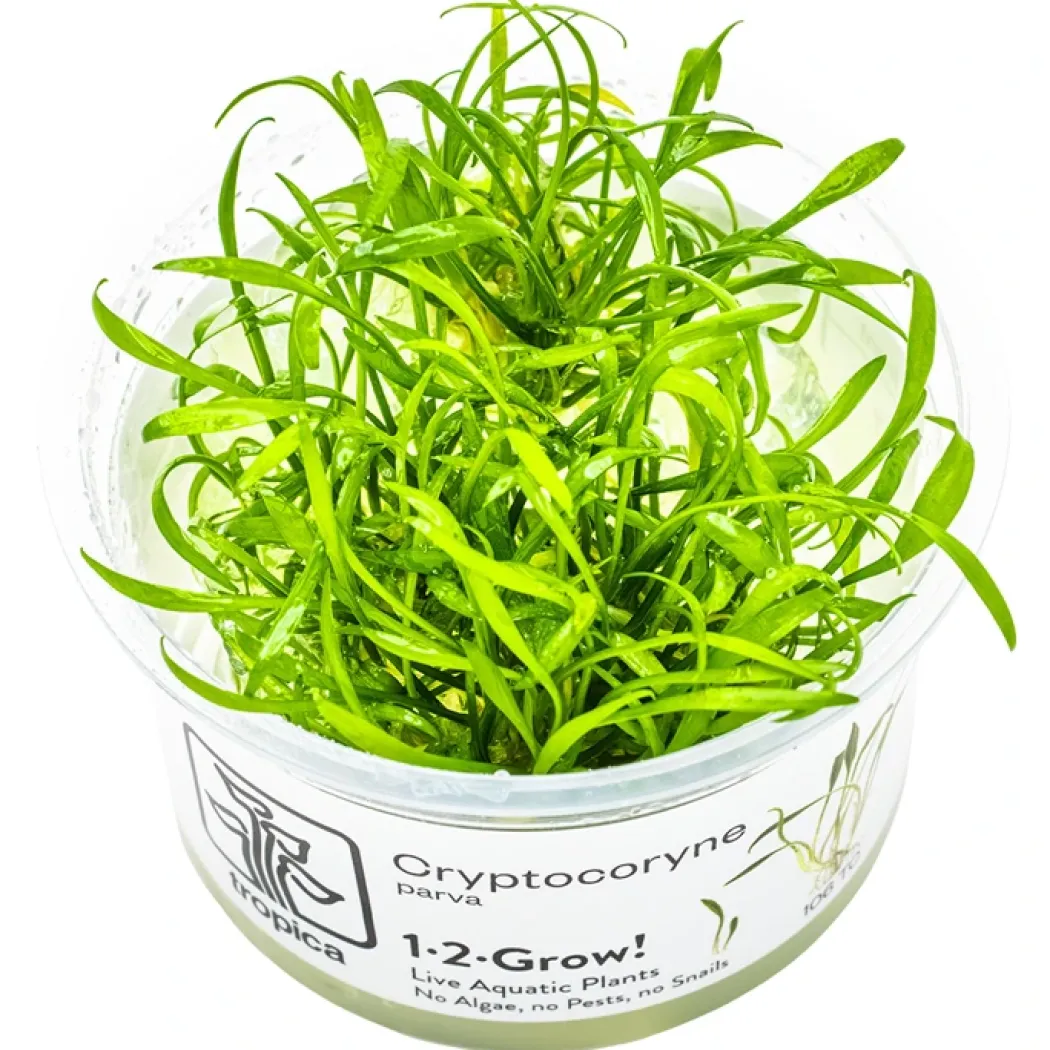 Tropica Cryptocoryne parva 1-2-GROW