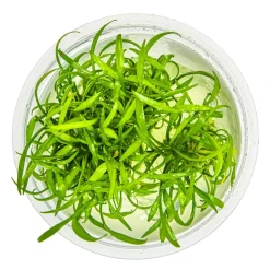 Tropica Cryptocoryne parva 1-2-GROW