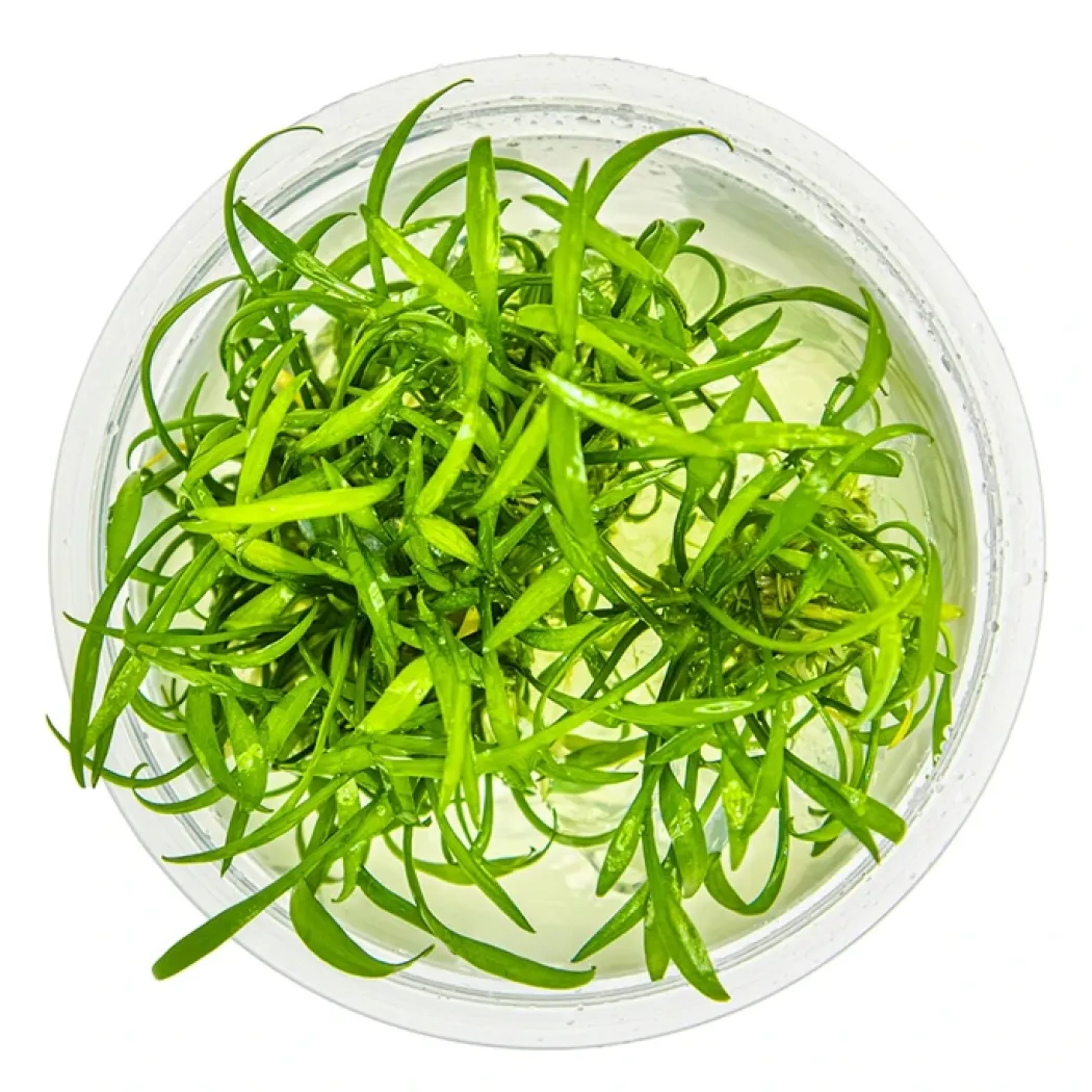 Tropica Cryptocoryne parva 1-2-GROW