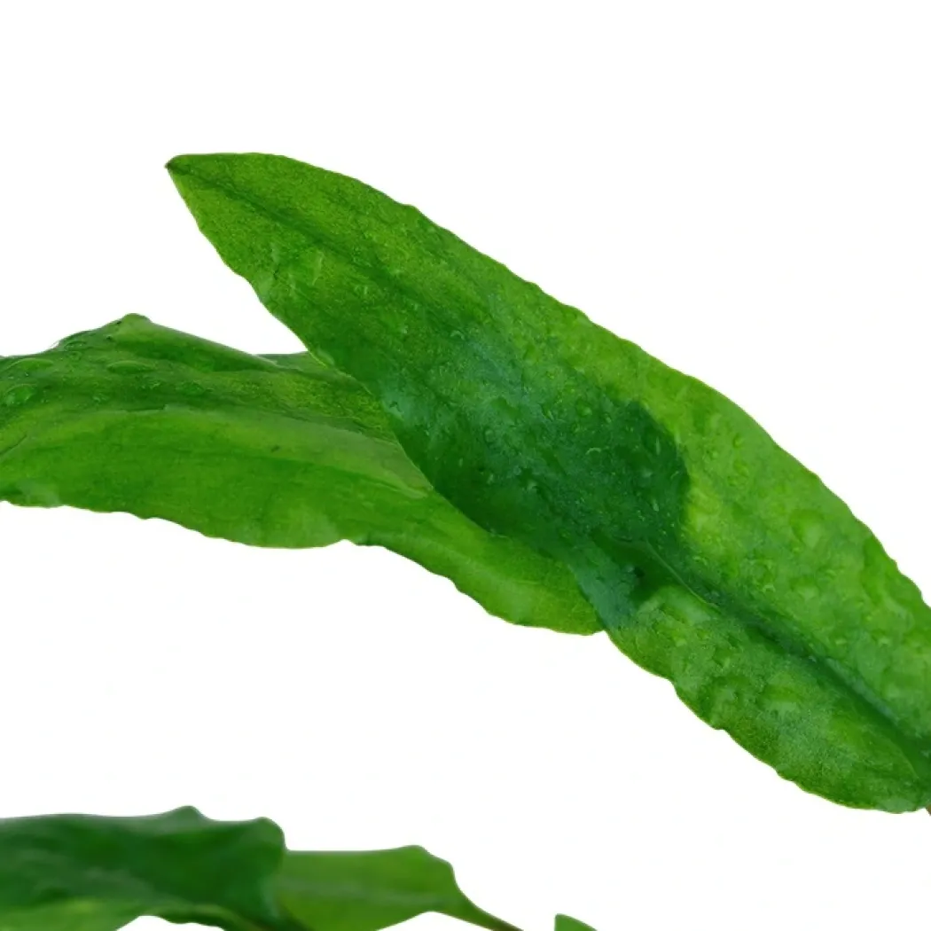 Tropica Cryptocoryne Wendtii Green 1-2-GROW