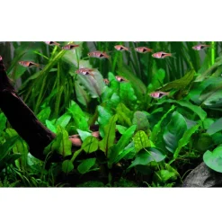 Tropica Cryptocoryne Wendtii Green 1-2-GROW