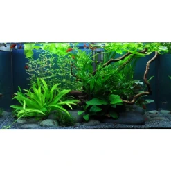 Tropica Cryptocoryne Wendtii Green 1-2-GROW