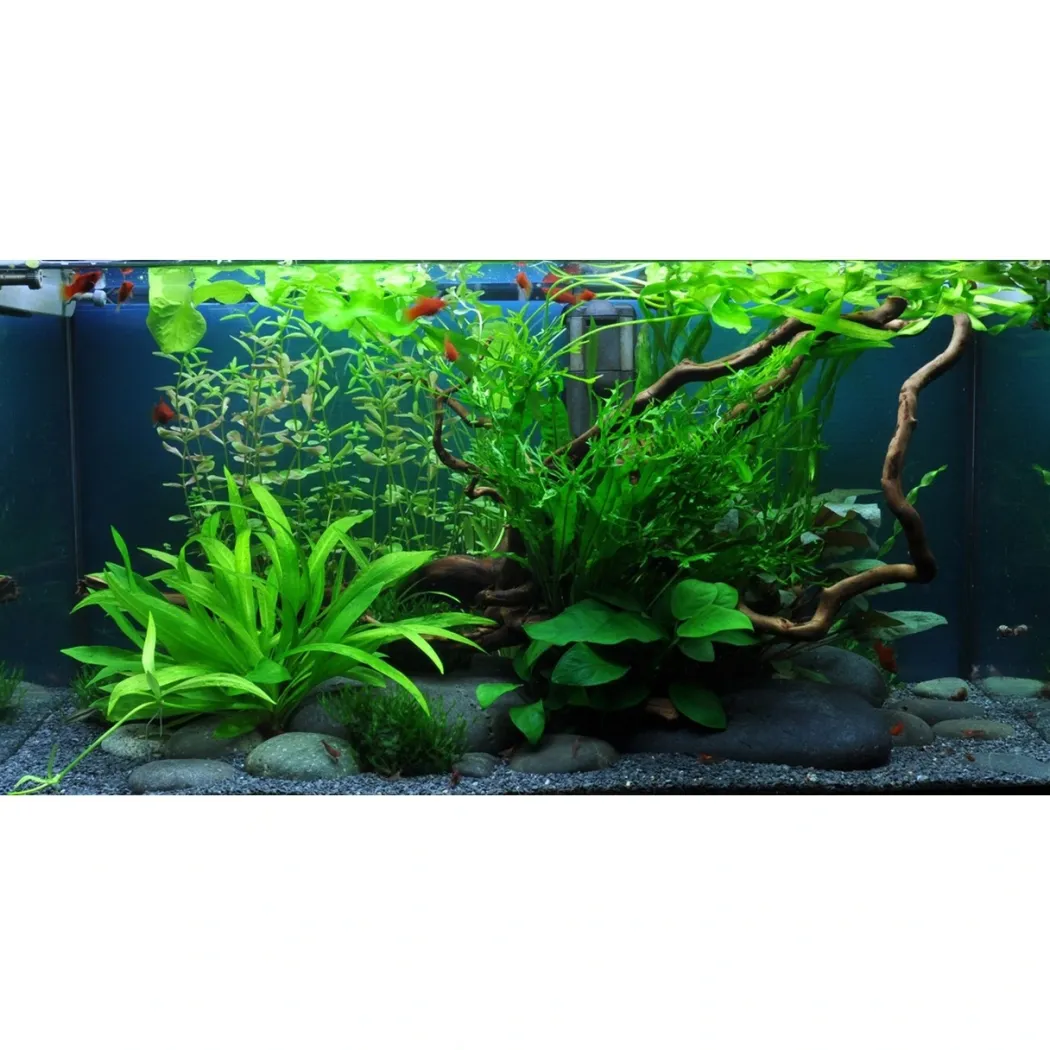 Tropica Cryptocoryne Wendtii Green 1-2-GROW