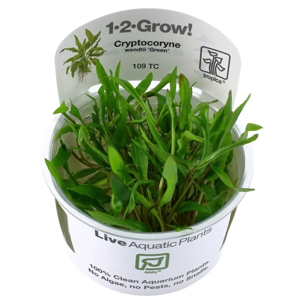 Tropica Cryptocoryne Wendtii Green 1-2-GROW