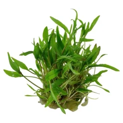 Tropica Cryptocoryne Wendtii Green 1-2-GROW