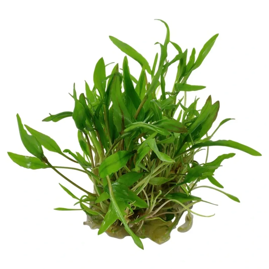 Tropica Cryptocoryne Wendtii Green 1-2-GROW