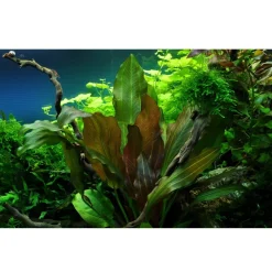Tropica Echinodorus Reni 1-2-GROW x 3