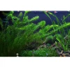 Tropica Egeria densa bundt plantestængler (Vandpest)