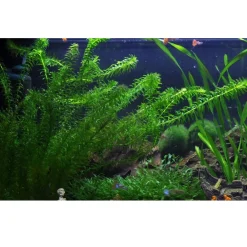 Tropica Egeria densa bundt plantestængler (Vandpest)