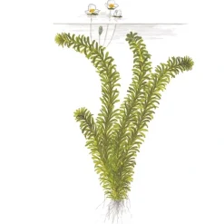 Tropica Egeria densa bundt plantestængler (Vandpest)