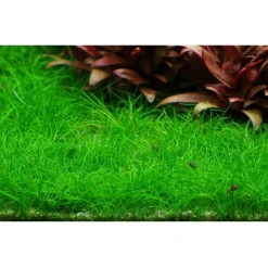 Tropica Eleocharis acicularis Mini 1-2-GROW x 3