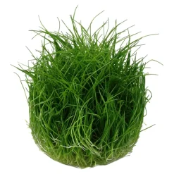 Tropica Eleocharis acicularis Mini 1-2-GROW x 3