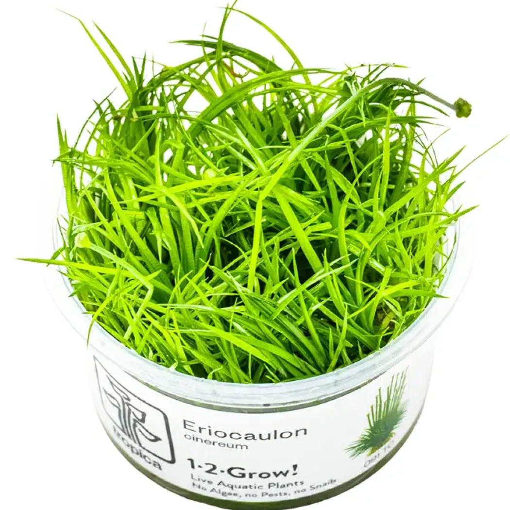 Tropica Eriocaulon cinereum 1-2-Grow