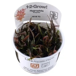 Tropica Hygrophila 'Araguaia' 1-2-GROW x 3
