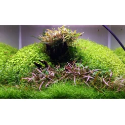 Tropica Hygrophila 'Araguaia' 1-2-GROW x 3