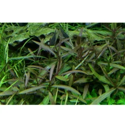 Tropica Hygrophila 'Araguaia' 1-2-GROW x 3