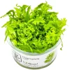 Tropica Hygrophila odora 1-2-Grow