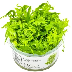 Tropica Hygrophila odora 1-2-Grow