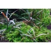 Tropica Hygrophila Pinnatifida 1-2-GROW