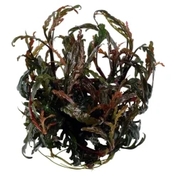 Tropica Hygrophila Pinnatifida 1-2-GROW