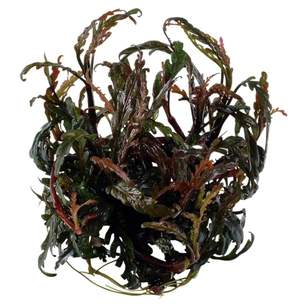 Tropica Hygrophila Pinnatifida 1-2-GROW