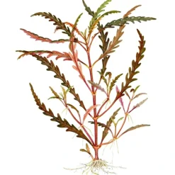 Tropica Hygrophila Pinnatifida 1-2-GROW
