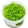 Tropica Leptodictyum riparium 1-2-Grow