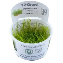 Tropica Leptodictyum riparium 1-2-Grow