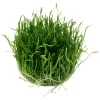 Tropica Lilaeopsis brasiliensis 1-2-GROW