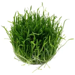 Tropica Lilaeopsis brasiliensis 1-2-GROW