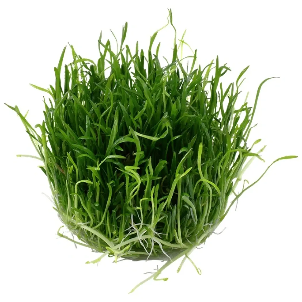 Tropica Lilaeopsis brasiliensis 1-2-GROW