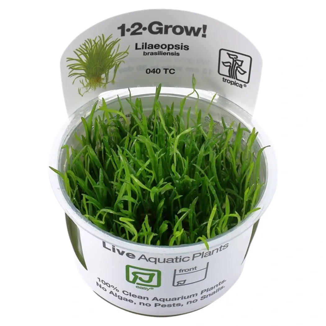 Tropica Lilaeopsis brasiliensis 1-2-GROW