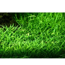 Tropica Lilaeopsis brasiliensis 1-2-GROW