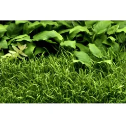 Tropica Lilaeopsis brasiliensis 1-2-GROW