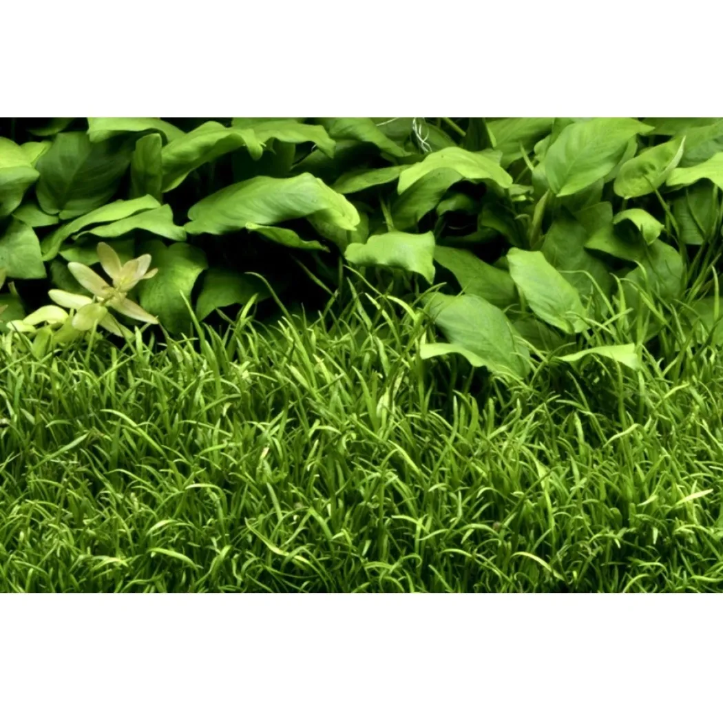 Tropica Lilaeopsis brasiliensis 1-2-GROW