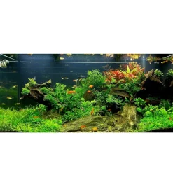 Tropica Lilaeopsis brasiliensis 1-2-GROW