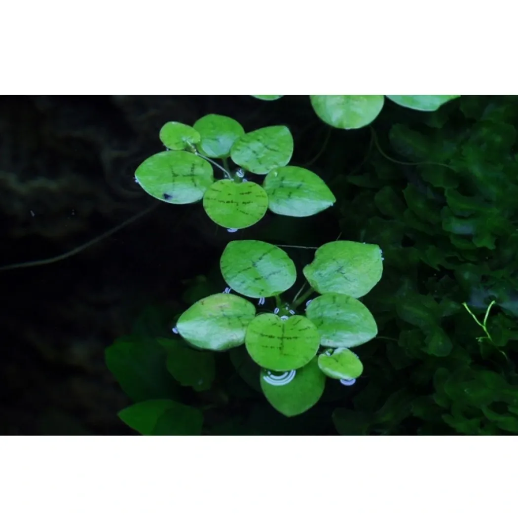 Tropica Limnobium laevigatum 1-2-GROW