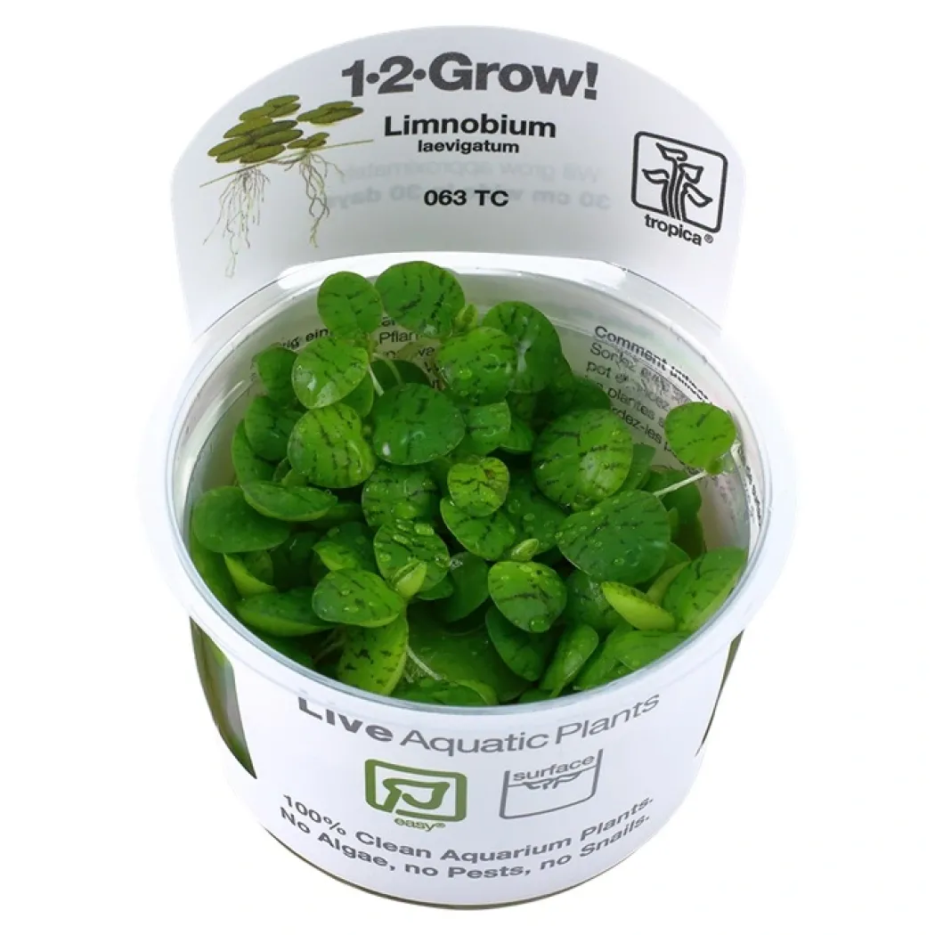 Tropica Limnobium laevigatum 1-2-GROW