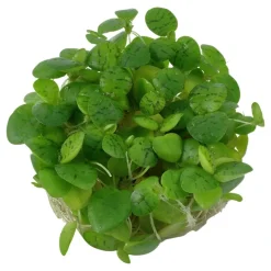 Tropica Limnobium laevigatum 1-2-GROW