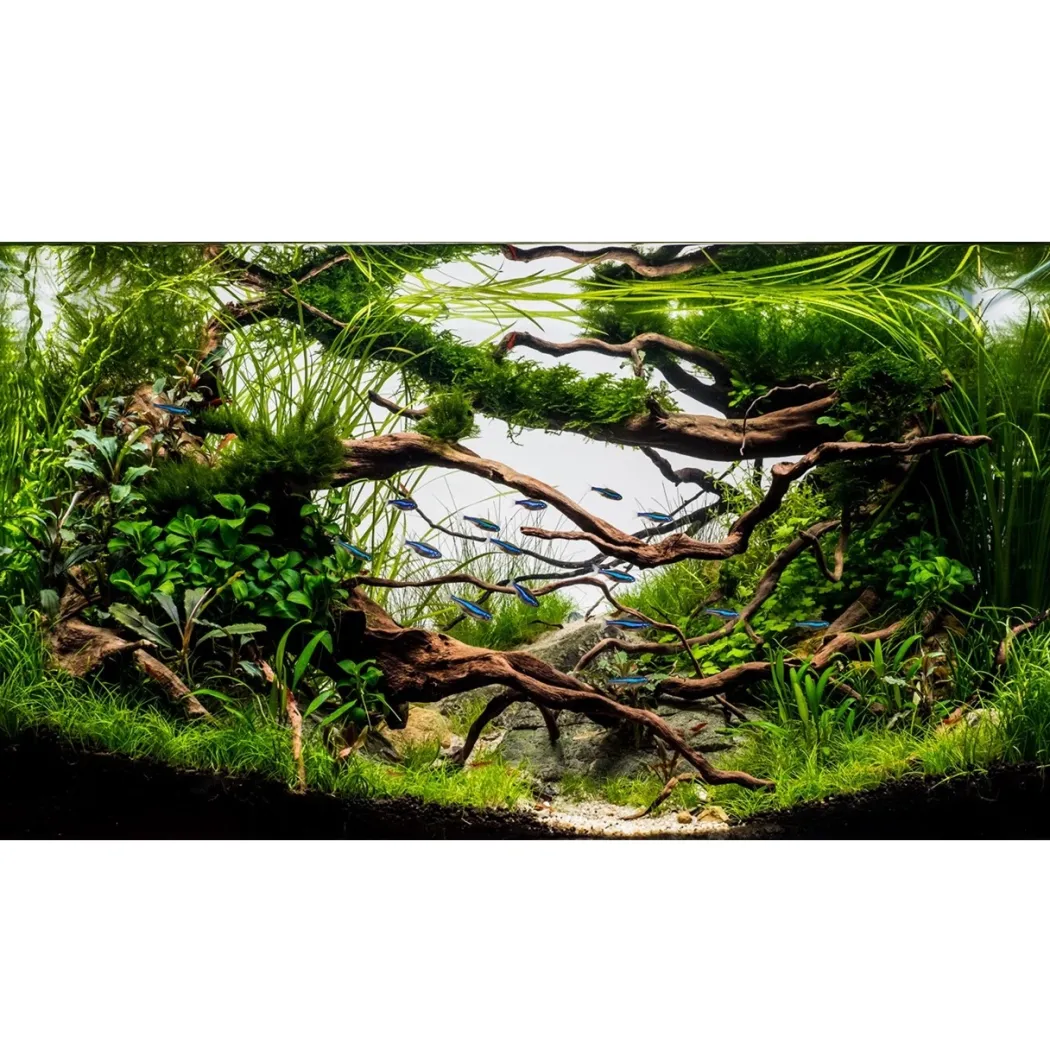 Tropica Littorella uniflora 1-2-GROW x 3