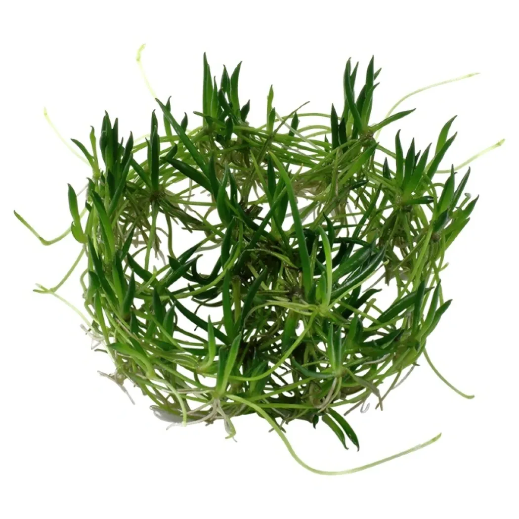 Tropica Littorella uniflora 1-2-GROW x 3