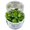 Tropica Lobelia cardinalis Mini 1-2-Grow