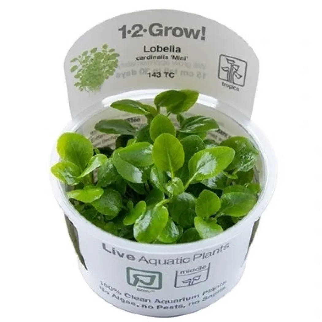 Tropica Lobelia cardinalis Mini 1-2-Grow