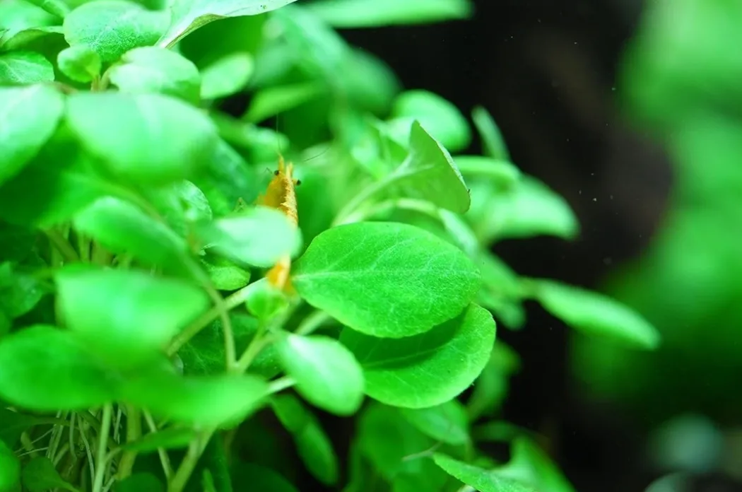 Tropica Lobelia cardinalis Mini 1-2-Grow