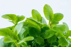 Tropica Lobelia cardinalis Mini 1-2-Grow