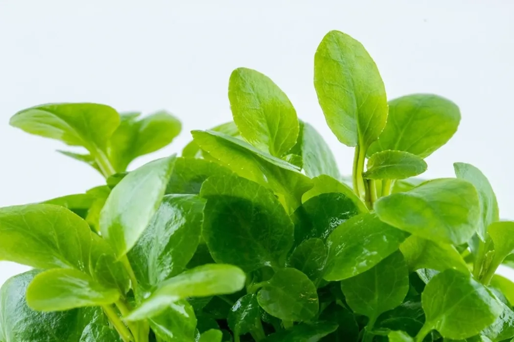 Tropica Lobelia cardinalis Mini 1-2-Grow